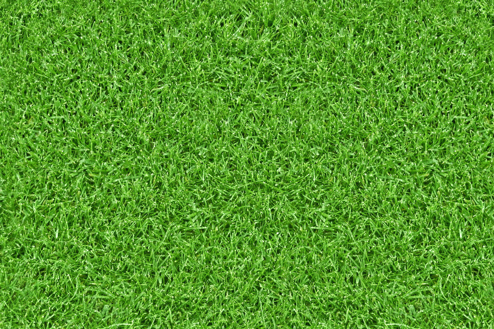 grass+fotologo